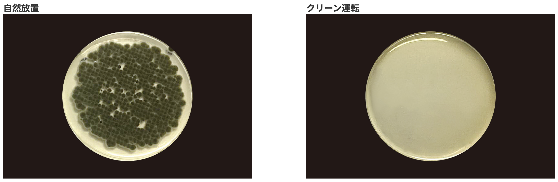 黒カビ